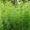 Palm Beach Medicinal Herbs - American Pennyroyal (Hedeoma pulegioides) -