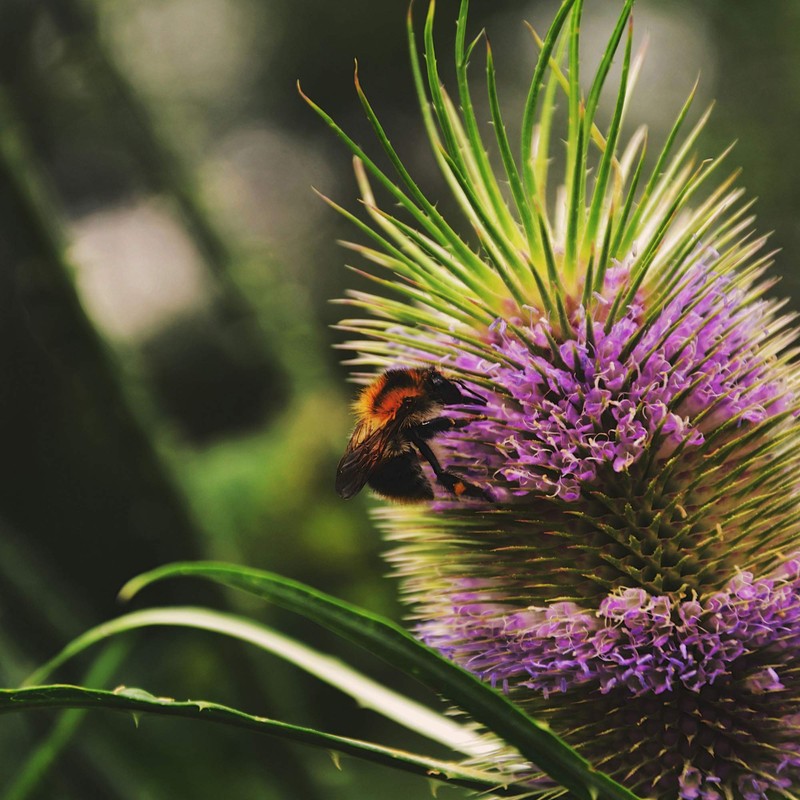 Outsidepride Teasel - 1000 Seeds