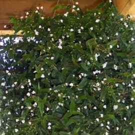 Tahitian Bridal Veil Cuttings - Specification: 20 Cuttings