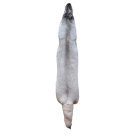 Dakotaline Furs Blue Fox Pelt/Hide - 60" Length, Genuine Natural Real Fur Tanned for Display, Decoration, Sewing, & Craft