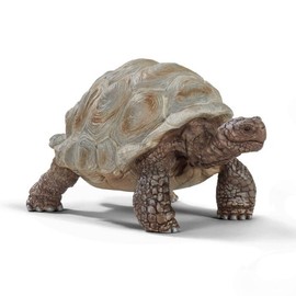 giant turtle / 자이언트 거북