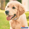Hartz UltraGuard Pro Reflective Flea & Tick Collar for Dogs