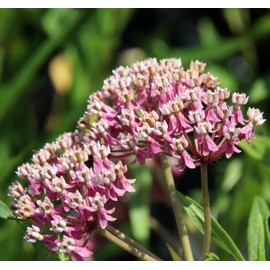 Swamp Milkweed (Asclepias incarnata) Butterfly Lady's of 25 Premium Seeds