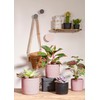 Scheurich Solido, Set of 2 Ceramic Flower Pots, Colour: Rosea,