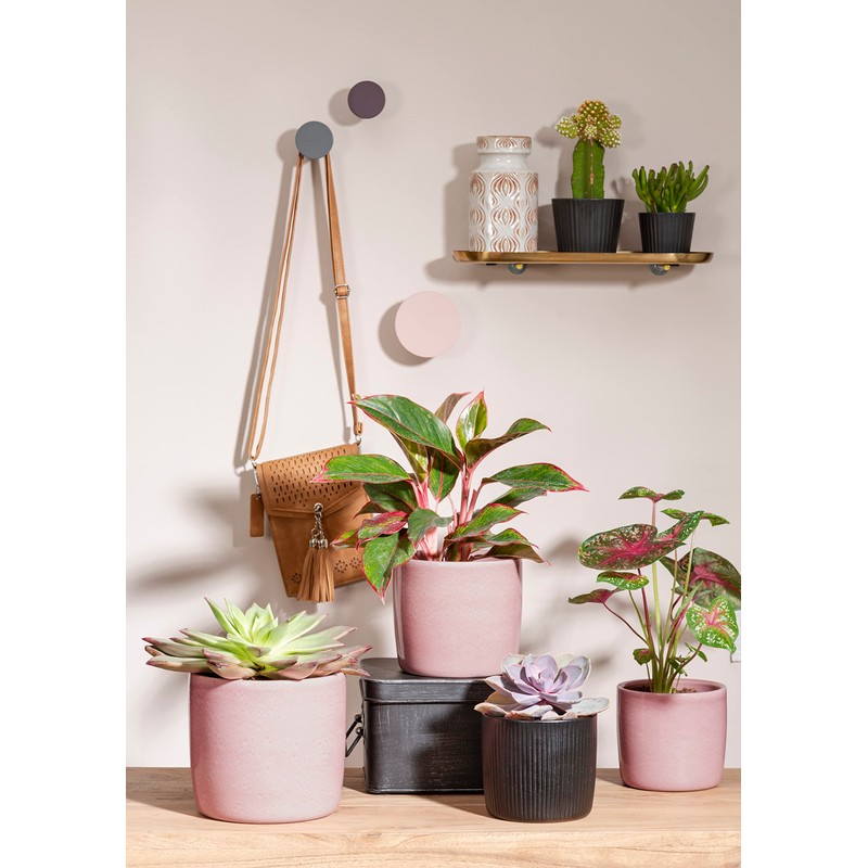 Scheurich Solido, Set of 2 Ceramic Flower Pots, Colour: Rosea,