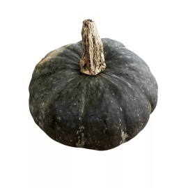 Fresh ORGANIC KABOCHA SQUASH - 10 Seeds Japanese Squash Korean Pumpkin Heirloom