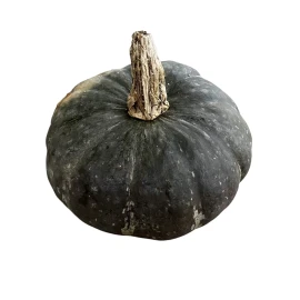 Fresh ORGANIC KABOCHA SQUASH - 10 Seeds Japanese Squash Korean Pumpkin Heirloom