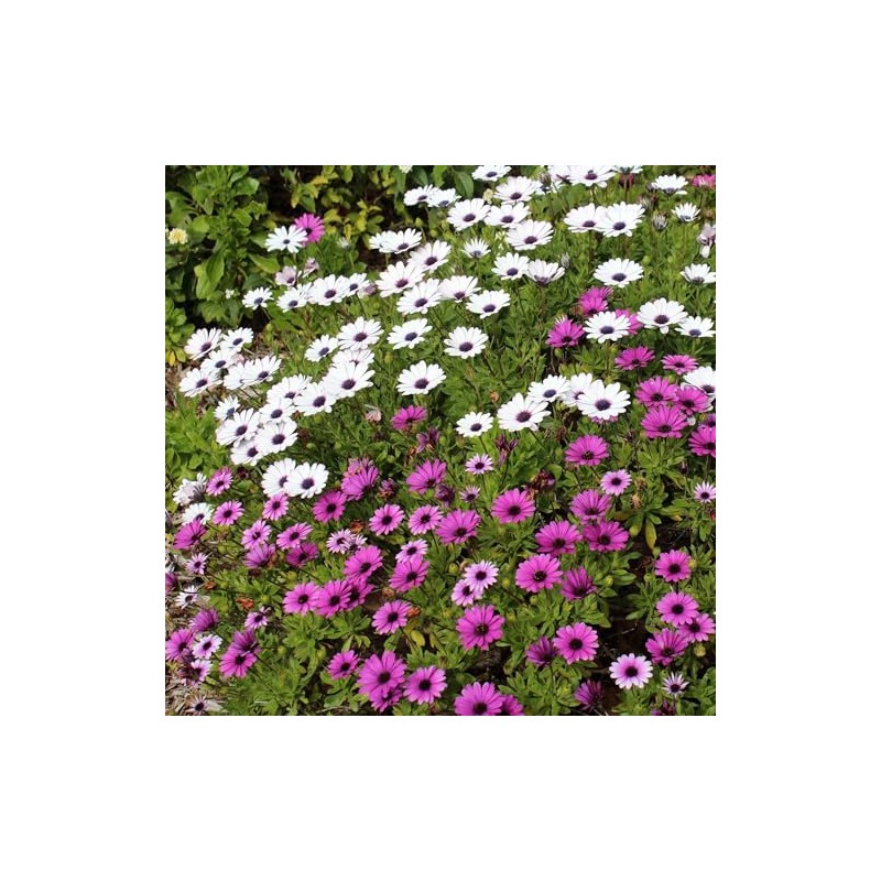 Eden Brothers Cape Daisy Seeds - Ballade Mix