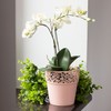 Prosper Plast dnat120–488u 12 x 12,2 cm Nature Blumentopf –