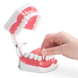 Practicon Dental Hygiene Model with Moveable Tongue, 2X Life Size Demonstration Teeth Model, for Teaching Brushing, Flossing to Kids, Students, Patients, Dentist Office and Classroom Dental Education