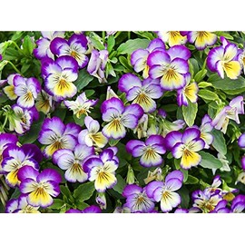 100 Viola Johnny Jump-Up Flower Seeds, Heartsease, Purple-Yellow, Blooms Heavily, Self-Seeding Biennial, Beautiful, Decorative, Viola x williamsiana, from USA