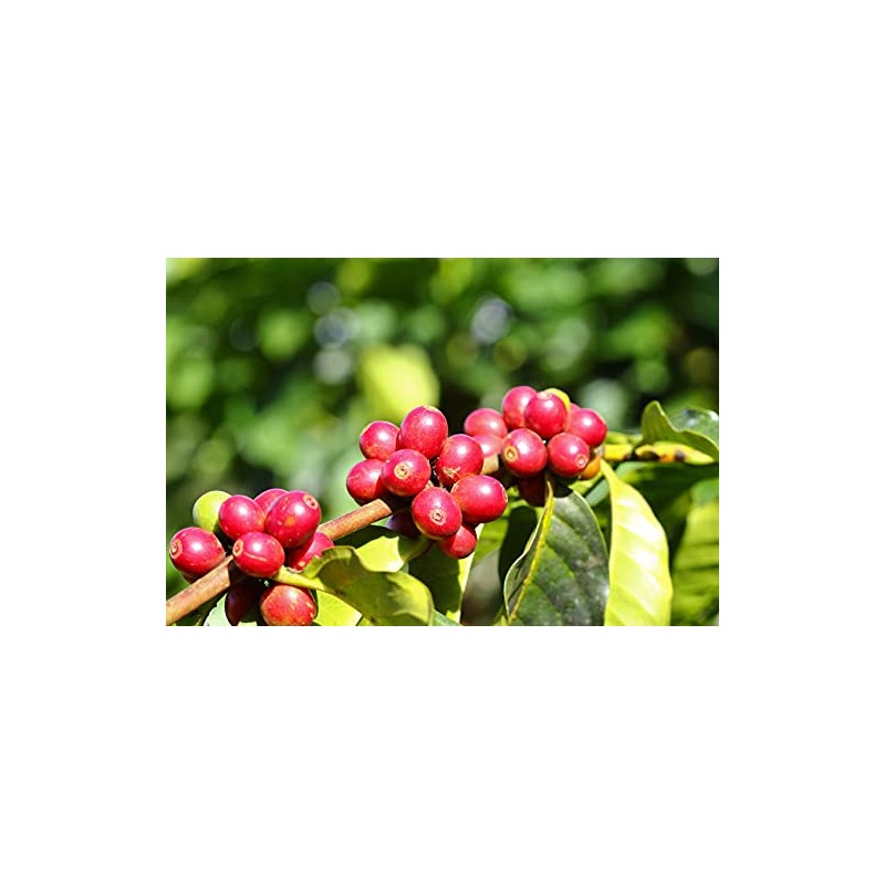 Green coffee beans Java Kayumas (highland raw coffee beans 500g)