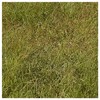 Everwilde Farms - 1 Lb Buffalo Grass Native Grass Seeds