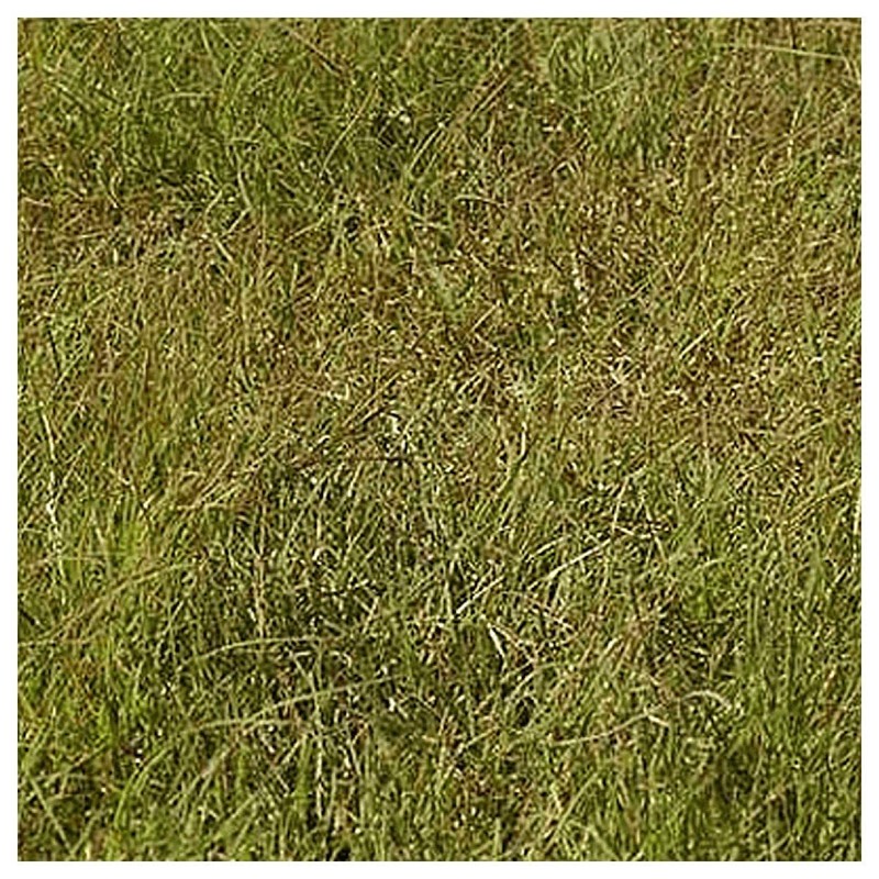 Everwilde Farms - 1 Lb Buffalo Grass Native Grass Seeds