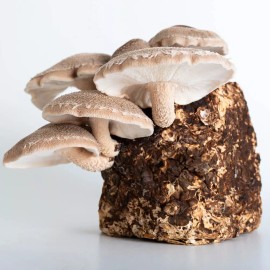 Out Grow Shiitake 75 (Lentinula edodes) Liquid Culture