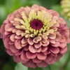 Zinnia Queen Red Lime Nice Garden Flower Seeds (25 Seeds)