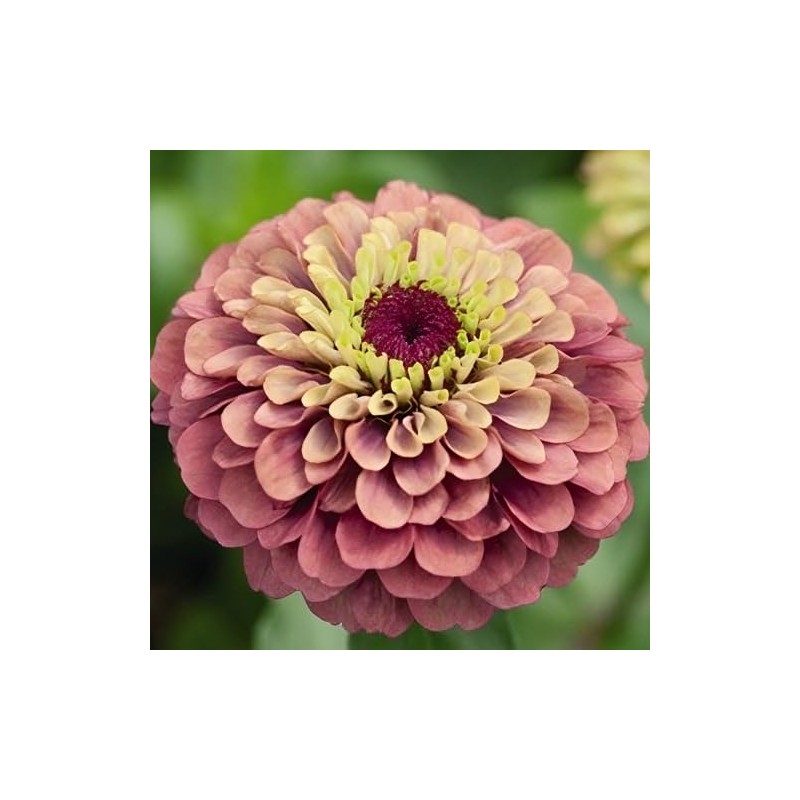 Zinnia Queen Red Lime Nice Garden Flower Seeds (25 Seeds)