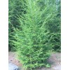 Tree 24-36" Eastern Hemlock Tree / Transplant; 1 tree; Bare