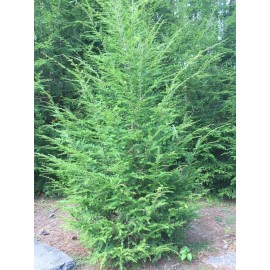 Tree 24-36" Eastern Hemlock Tree / Transplant; 1 tree; Bare Root