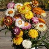 100 Everlasting Wildflower Seed. Organic. USA Seeds. Ships free