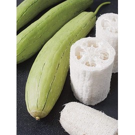 NIKA SEEDS - Vegetable Dishrag Gourd Smooth Luffa Sponge Rag - 10 Seeds