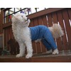 Mozzie Pants Walking Dog Pants, E-Collar Alternative, Dog Pajamas, Small