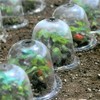 6PCS Reusable Garden Plant Cloche Plastic Dome Protective Seedling Covers