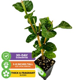 Grand Duke of Tuscany (Arabian Jasmine) - Jasminum sambac by Wellspring Gardens - Starter Plant - Fragrant Large Blooms, Grow Outdoors on Patio or Indoors in a Pot