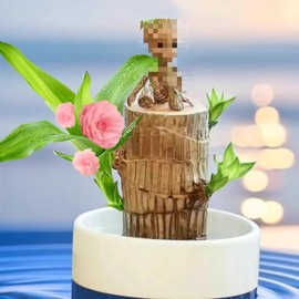 Brazilian Lucky Wood with Doll, Easy to Grow Indoor Decor, Purifies Air & Increases Wealth, Good Luck & Wealth - Ornaments - Quantity: 3 set