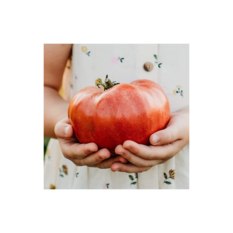 Mortgage Lifter Heirloom Tomato - 50 Seeds - Heirloom Pink
