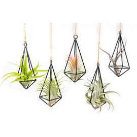 5 Pack Black Metal Pendant Hanging Planter with Assorted Medium Air Plant - Macrame Holder for Indoor Plants - Succulent Plant Hanger - Available in Wholesale and Bulk- Home and Garden Décor