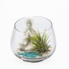 Zen Garden Air Plant Terrarium Kit with Ceramic Buddha, White