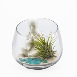 Zen Garden Air Plant Terrarium Kit with Ceramic Buddha, White Sand, Colored Energy Stones (Baby Blue)