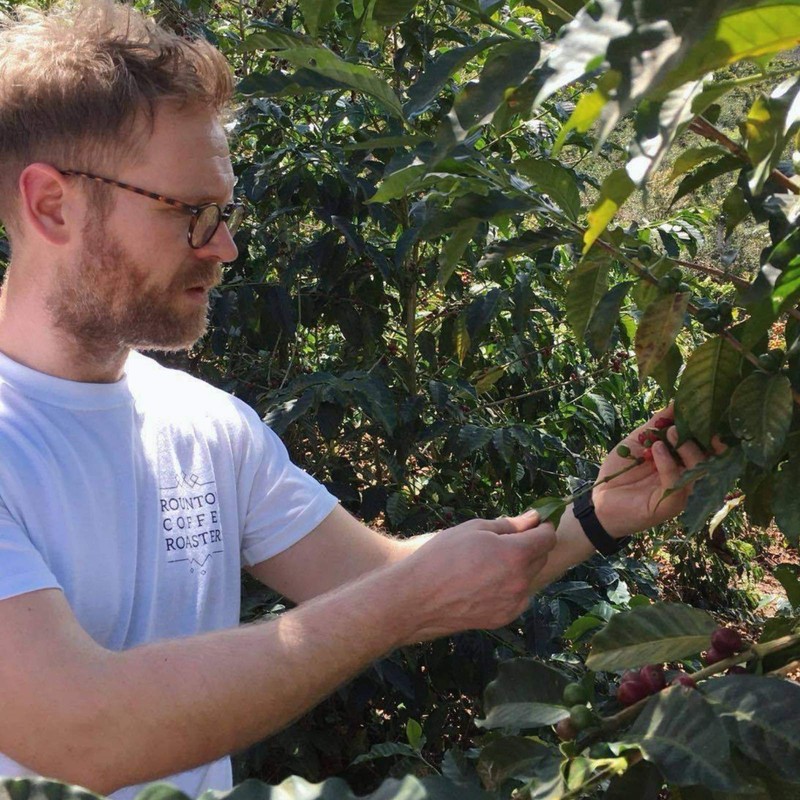 Rounton Coffee Roasters | 250g Green Colombian Unroasted Coffee Beans