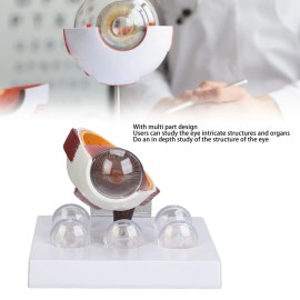 Unbranded Human Eye Anatomical Model Medical Eyeball Enlarged Explanation Model c4r3