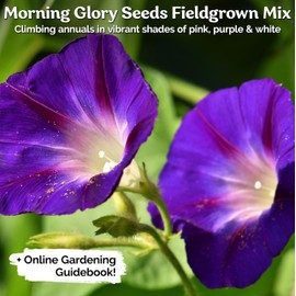 KVITER 50 Morning Glory Seeds for Planting, Fieldgrown Mix (Ipomoea Purpurea) – Fast Growing Vine, Heirloom Pollinator Seed Mix – Climbing Flower Seeds to Plant Outside, Container Garden or Trellis