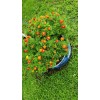 French Marigold Sparky Mix, Beautiful Colors, Garden Pest Deterrent FREE