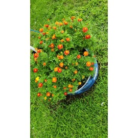 French Marigold Sparky Mix, Beautiful Colors, Garden Pest Deterrent FREE SHIP