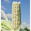 USDA, Organic, Silver, Hawaiian #9, Super, Sweet Corn, Heirloom, Open