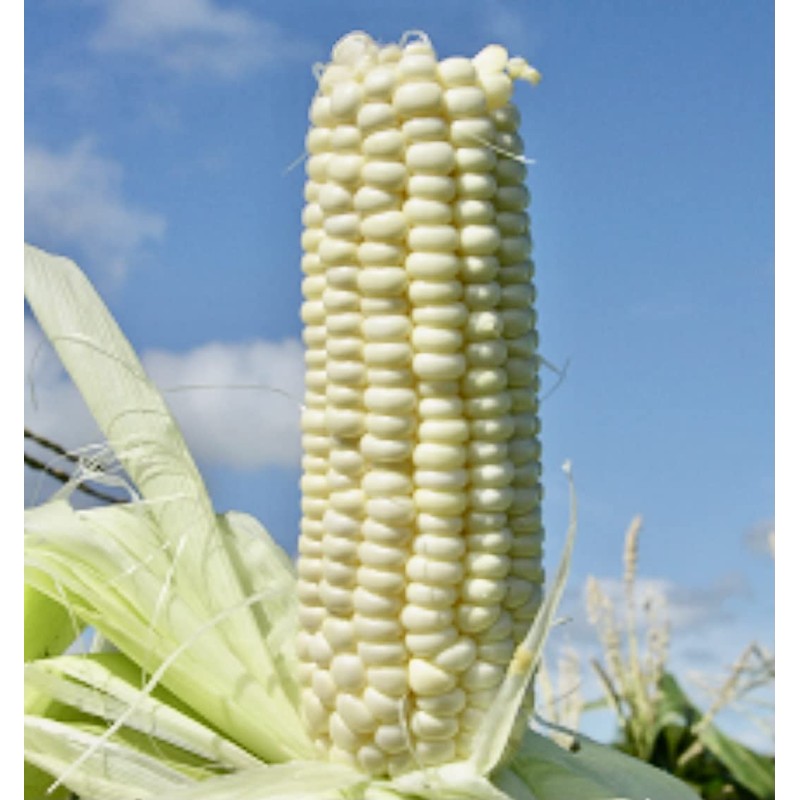 USDA, Organic, Silver, Hawaiian #9, Super, Sweet Corn, Heirloom, Open