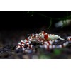 Shirakura EBI DAMA 80g Food for Shrimp and Crayfish