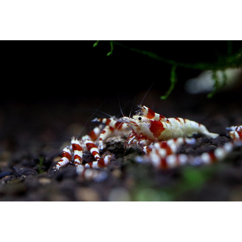 Shirakura EBI DAMA 80g Food for Shrimp and Crayfish