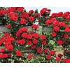 200+ Mix Climbing Rose Seeds for Planting Outdoors Ornamental Climbing