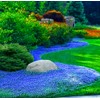 1000+ Blue Creeping Thyme Seeds for Planting, Dwarf Ground Cover