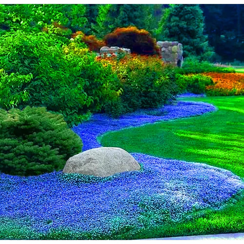 1000+ Blue Creeping Thyme Seeds for Planting, Dwarf Ground Cover