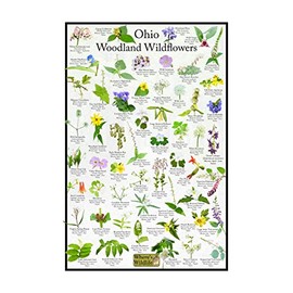 Ohio Woodland Wildflower Identification Chart | Picture ID Poster for Common Forest Flowers (8" x 12")