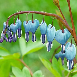 Dicentra Spectabilis Seeds for Planting - 100 Bleeding Heart Seeds Shade Flower Garden Home Outdoor Indoor