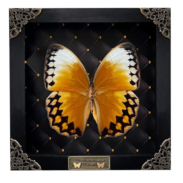 Real Butterfly Black Rhombus Frame Handmade Beetle Shadow Box Bug Insect Specimen Unique Entomology Oddities Taxidermy Collection Tabletop Artwork Home Decor Living Reading Gallery Bedroom K16-02-NEM