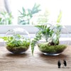 Mkono Plant Terrarium Display Glass Tabletop Succulent Air Plant Planter