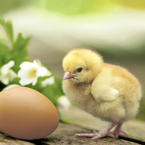 Servietten Frühling 20 Cocktail Napkins Natural Chick on the Egg